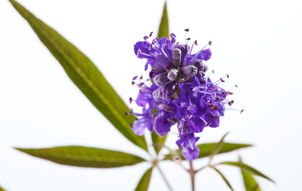 Mönchspfeffer bei Kinderwunsch