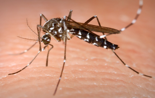 Schwanger reisen: Warnung vor dem Zika-Virus