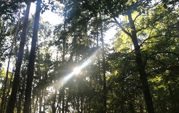 Warum Tageslicht wie Schokolade wirkt