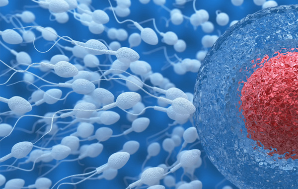 Kinderwunsch – Spermienqualität beim Mann verbessern
